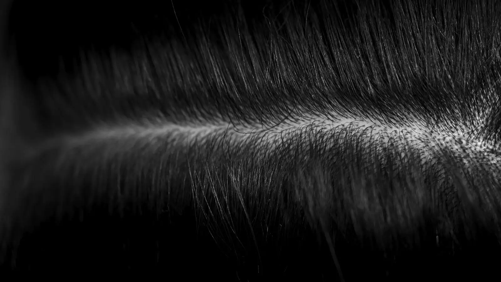 A close view of hair parted to reveal the scalp